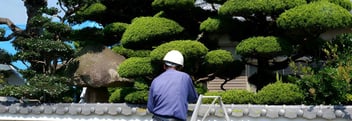 Commercial Tree Trimming Service | Professional Tree Care