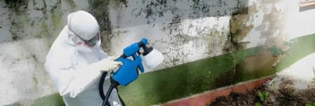 How Often Should Pest Control Be Done NZ | Visto Cleaning