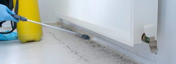 House Pest Control Services NZ | Visto Property Cleaning