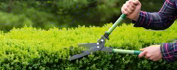 Hedge Trimming Palmerston North | Visto Cleaning