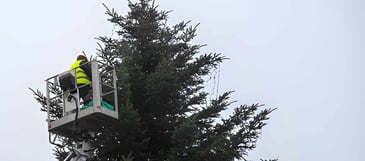Beautiful Tree Trimming Services | Visto Cleaning