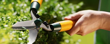 Hedge Trimming Palmerston North | Visto Cleaning