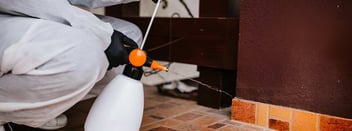 Mice Pest Control Palmerston North | Visto Cleaning NZ