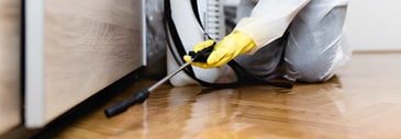 Palmerston North Pest Control | Professional Pest Services