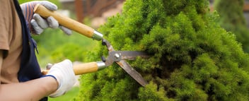 Tree Trimming Services Palmerston North | Garden Care